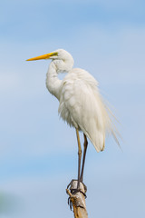Great egret(Ardea alba) on the wood  in real nature at Samutsonkram, Thailand