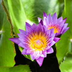 Beautiful lotus flower. Saturated colors and vibrant detail make