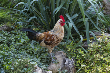 Cockerel in the green grass
