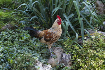 Rooster is the symbol of the year 2017 in the green grass
