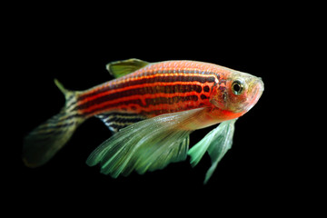 GloFish zebra danio isolated