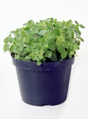 Fototapeta premium oregano herb in pot