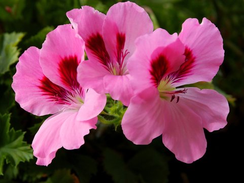 pink flowers of geranium close up