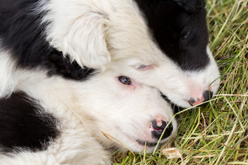 Border Collie puppies sleeping on a farm