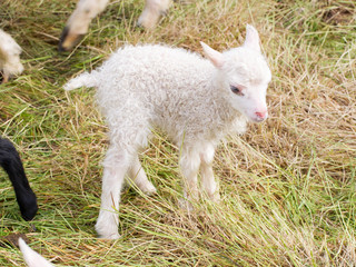 Fototapeta premium Little newborn lamb standing on the grass