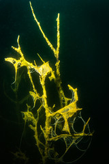 At the bottom of the river