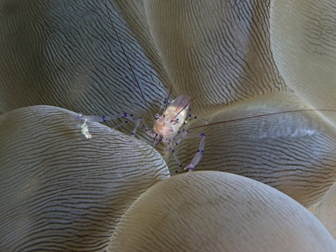 Coleman’s Coral Shrimp, Coleman Korallen-Garnele (Vir colemani)