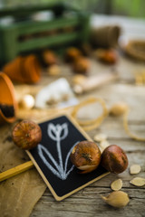 Flower bulbs and garden accessories for planting in the ground. 