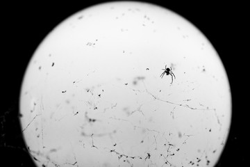 Spider with a web on a lamp at night