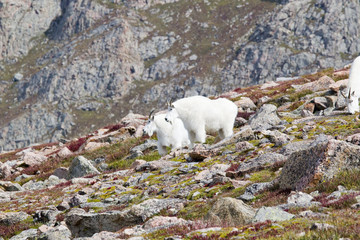 Obraz na płótnie Canvas Mountain Goats on Mount Bierstadt in the Arapahoe National Fores