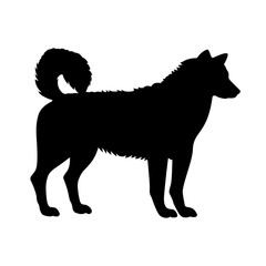 Sled dog, shade picture