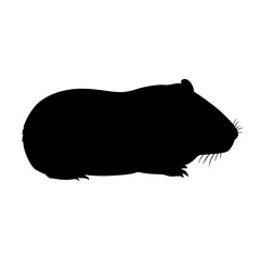 Guinea pig