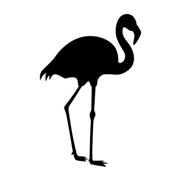 Flamingo, shade picture