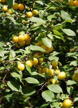 plum tree with yellow fruits