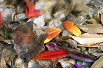 Leafless autumn variegated foliage underfoot