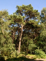 pine tree in forest on HEL cape