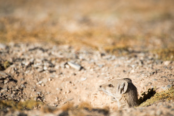 Mongoose sticking head out of hole