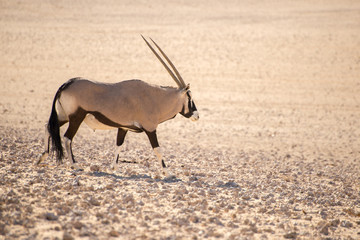 Oryx walking along in desert