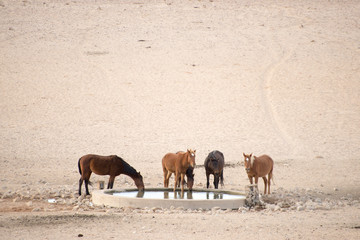 Wild Horses Drinking Water