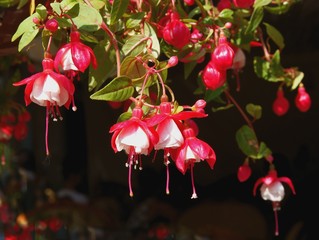 red and white flowers of fuchsia