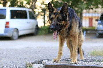 Dog german shepherd is on the steps in a summer day