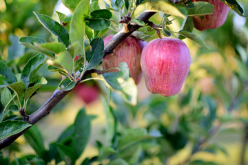 apple tree in the orchard