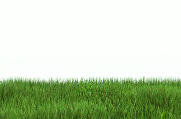 Fototapeta na wymiar Green grass lawn with a copy space