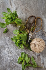 Sprig of mint in the garden green jar on a gray stone background