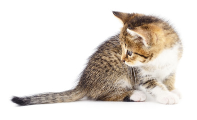Kitten on white background.