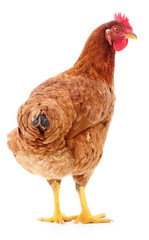 Brown hen isolated.