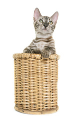 Obraz na płótnie Canvas young bengal cat