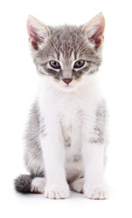 Kitten on white background.