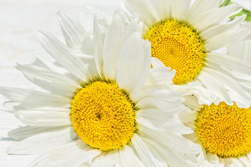Three white daisies close up