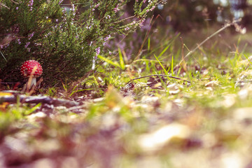 The fly agaric a poisonous mushroom