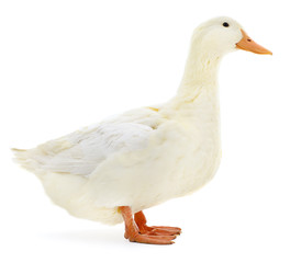 White duck on white.