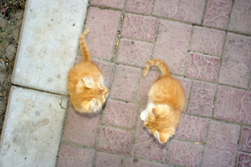 two red kitten on the street looking at each other