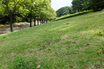並木道横の芝生の様子