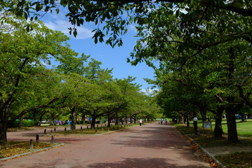 Fototapeta na wymiar 公園の並木道と青空