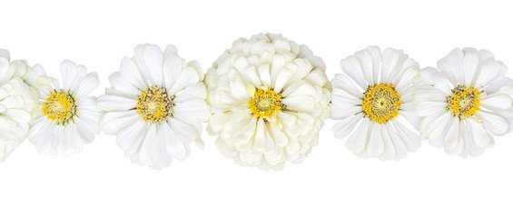 Fototapeta premium Row of inflorescences zinnias on a white background