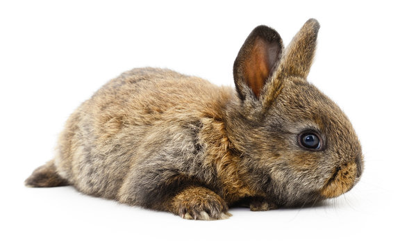 Brown bunny rabbit.