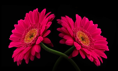 Pink or red gerbera with stem isolated on black background