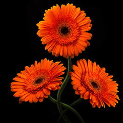 Orange gerbera with stem isolated on black background