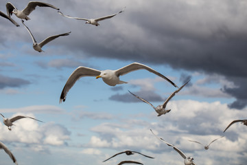 Möwen fliegen in der Gruppe vor bewölktem Himmel © photalo