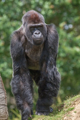 Naklejka premium Gorille male - Gorilla - en gros plan 