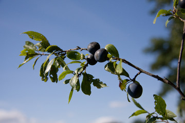 Beeren des Schlehdorn