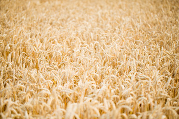 Field of rye. Wheat of field.