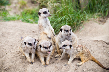 Fototapeta premium Meerkat, Suricata, suricatta also known as the suricate. Wildlif