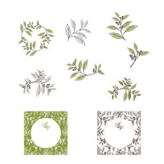Yerba Mate Tea Leaf and Plant Design Set