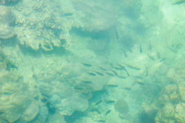 green coral under the sea