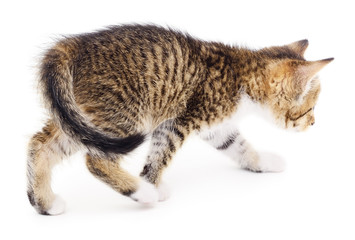 Kitten on white background.